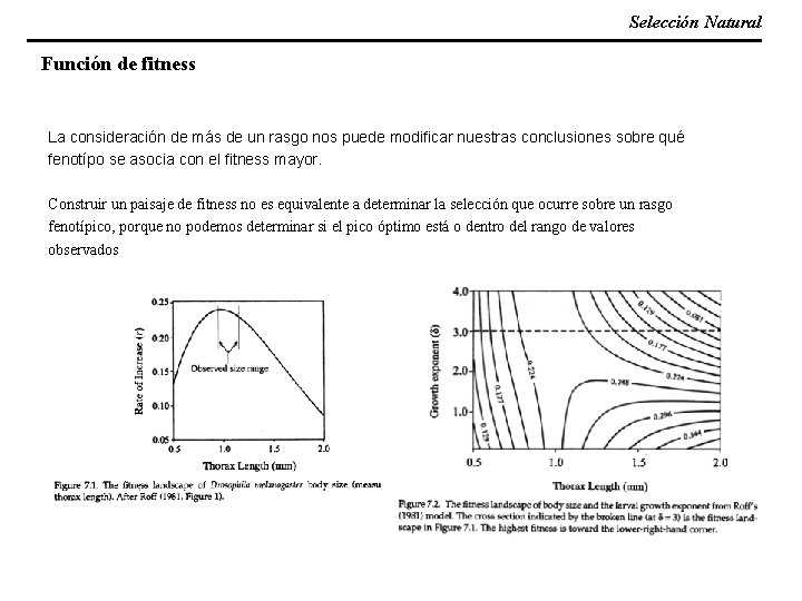 Selección Natural Función de fitness La consideración de más de un rasgo nos puede