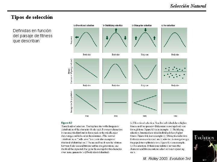 Selección Natural Tipos de selección Definidas en función del paisaje de fitness que describan