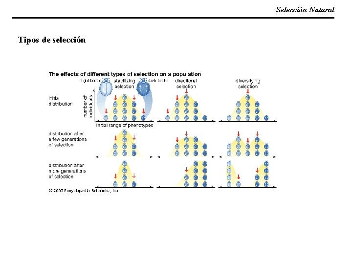 Selección Natural Tipos de selección 