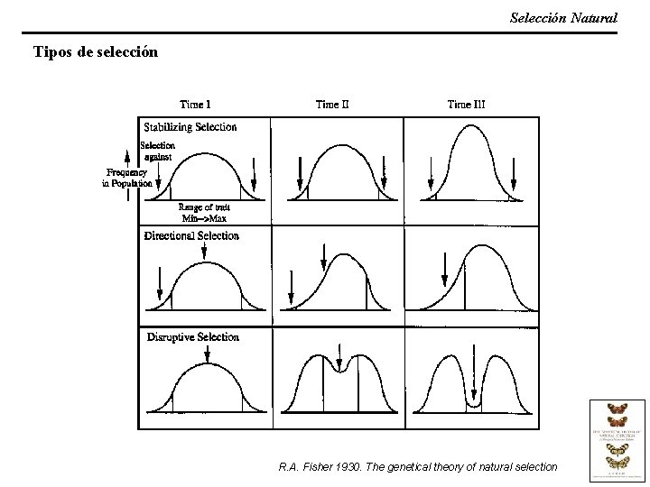 Selección Natural Tipos de selección R. A. Fisher 1930. The genetical theory of natural