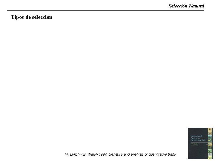 Selección Natural Tipos de selección M. Lynch y B. Walsh 1997. Genetics and analysis