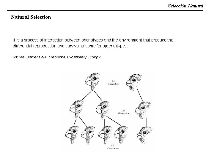 Selección Natural Selection It is a process of interaction between phenotypes and the environment