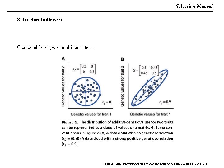 Selección Natural Selección indirecta Cuando el fenotipo es multivariante… Arnold et al 2008. Understanding