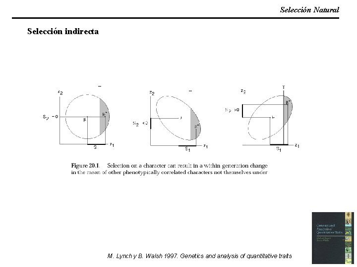 Selección Natural Selección indirecta M. Lynch y B. Walsh 1997. Genetics and analysis of