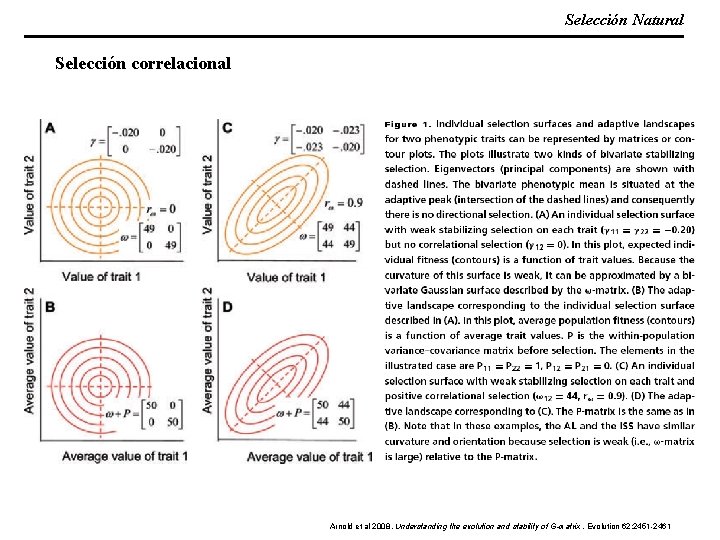 Selección Natural Selección correlacional Arnold et al 2008. Understanding the evolution and stability of