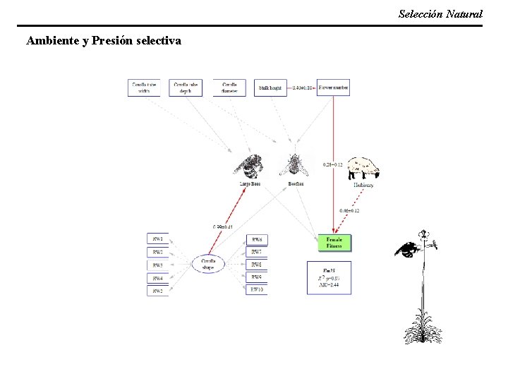 Selección Natural Ambiente y Presión selectiva 