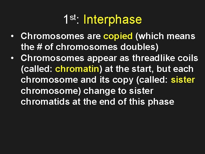 1 st: Interphase • Chromosomes are copied (which means the # of chromosomes doubles)