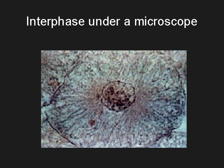 Interphase under a microscope 