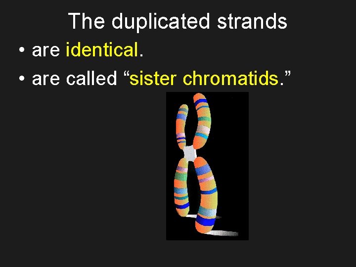 The duplicated strands • are identical. • are called “sister chromatids. ” 