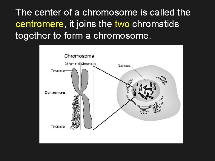 The center of a chromosome is called the centromere, it joins the two chromatids