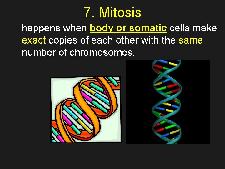 7. Mitosis happens when body or somatic cells make exact copies of each other