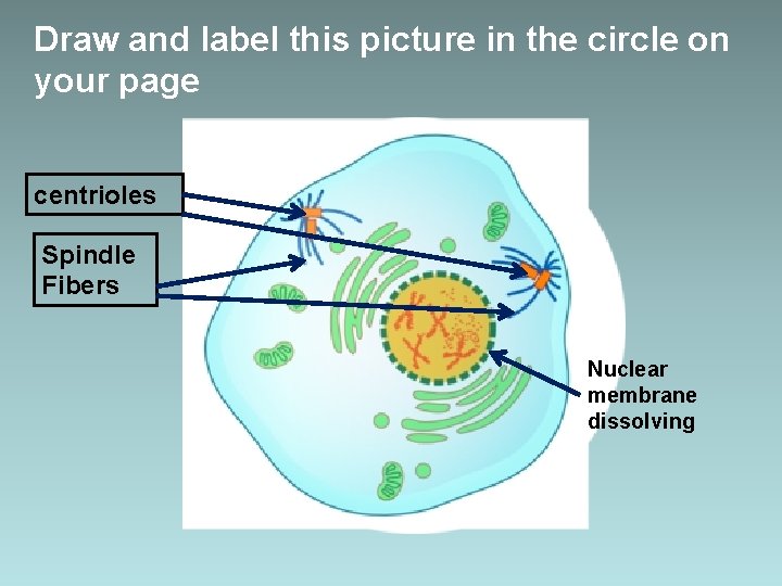 Draw and label this picture in the circle on your page centrioles Spindle Fibers