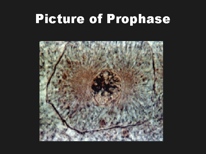 Picture of Prophase 