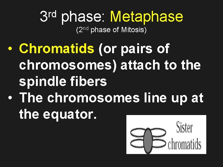 rd 3 phase: Metaphase (2 nd phase of Mitosis) • Chromatids (or pairs of