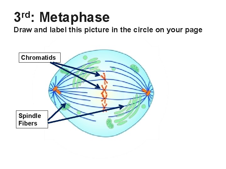 3 rd: Metaphase Draw and label this picture in the circle on your page
