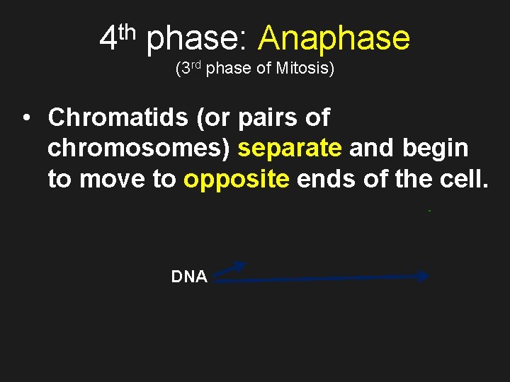 th 4 phase: Anaphase (3 rd phase of Mitosis) • Chromatids (or pairs of