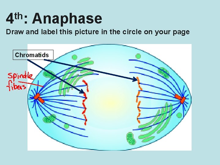 th 4 : Anaphase Draw and label this picture in the circle on your