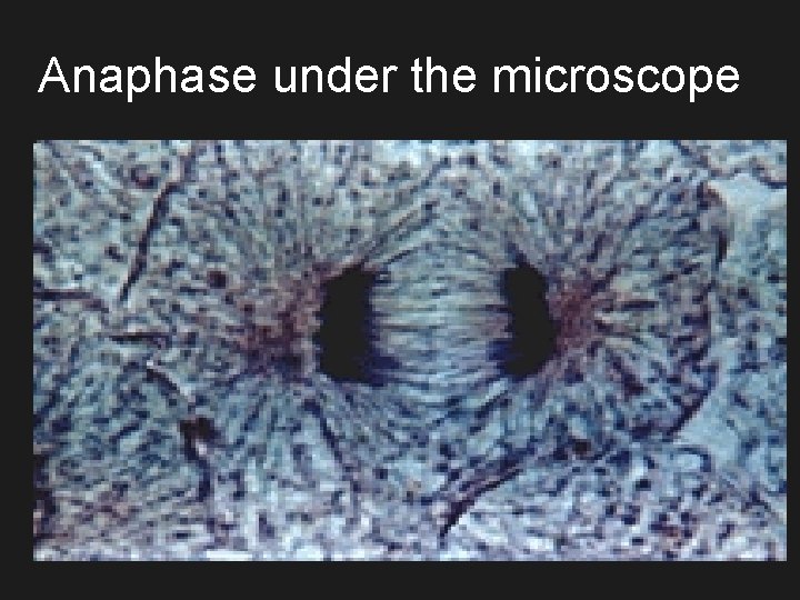 Anaphase under the microscope 