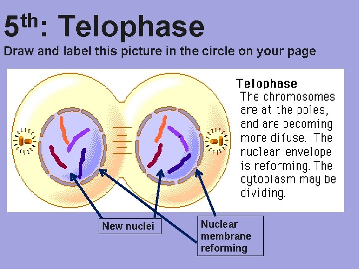 th 5 : Telophase Draw and label this picture in the circle on your