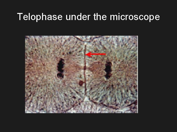 Telophase under the microscope 