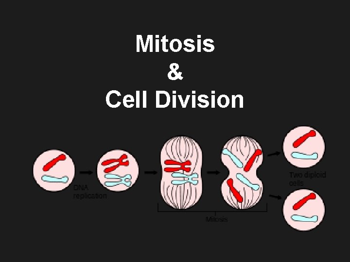 Mitosis & Cell Division 
