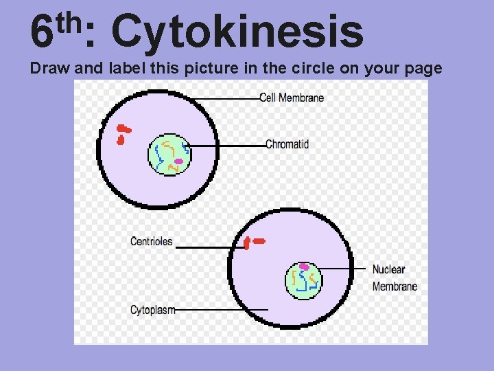 th 6 : Cytokinesis Draw and label this picture in the circle on your