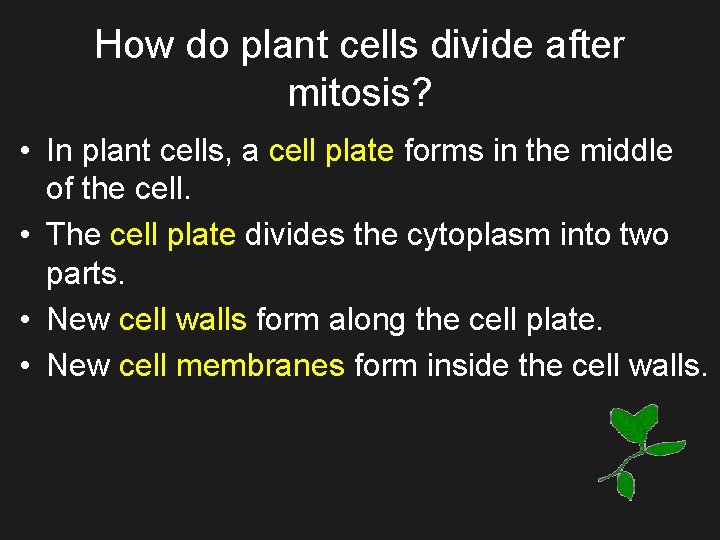 How do plant cells divide after mitosis? • In plant cells, a cell plate