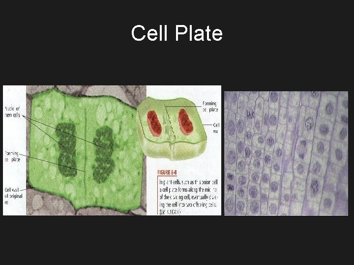Cell Plate 