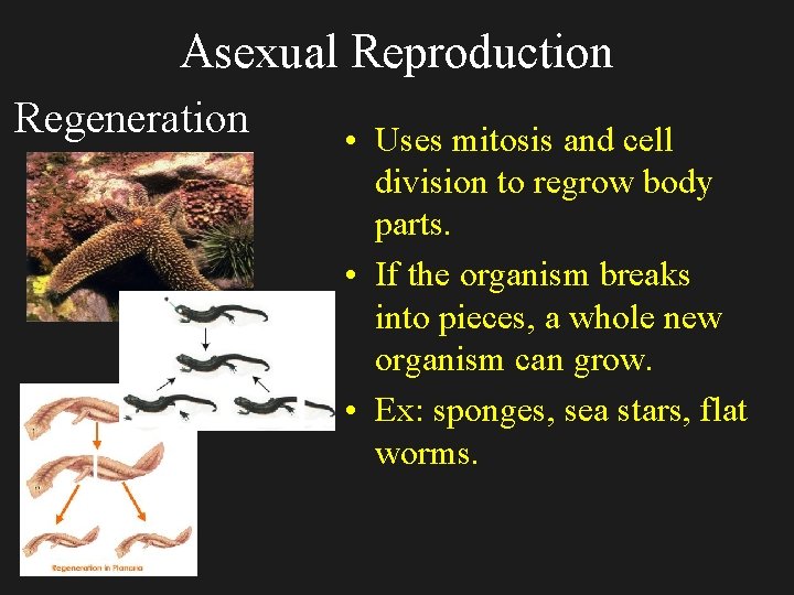 Asexual Reproduction Regeneration • Uses mitosis and cell division to regrow body parts. •