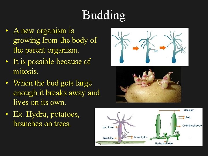 Budding • A new organism is growing from the body of the parent organism.