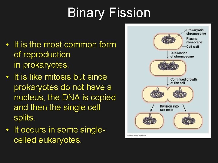 Binary Fission • It is the most common form of reproduction in prokaryotes. •