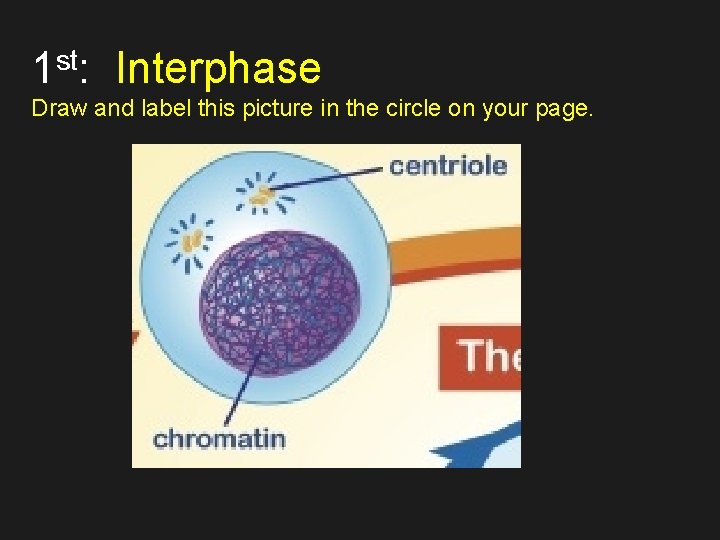 1 st: Interphase Draw and label this picture in the circle on your page.