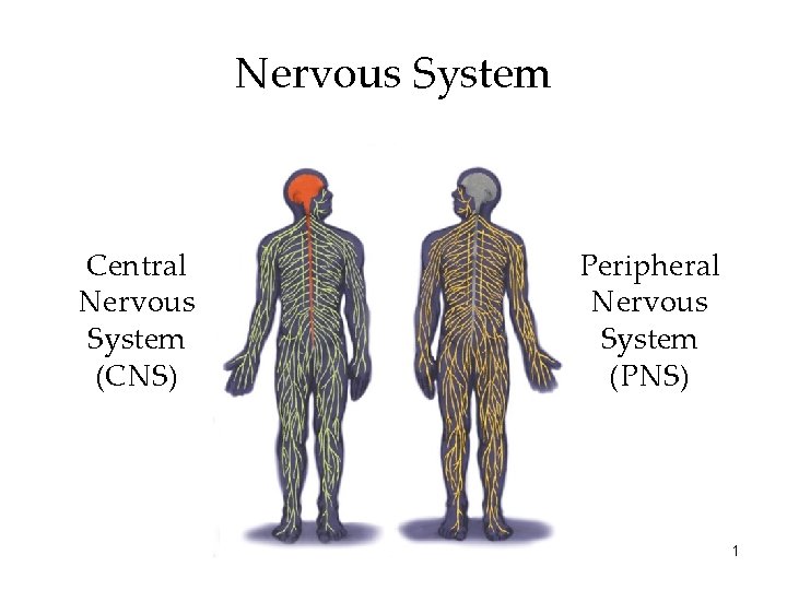 Nervous System Central Nervous System (CNS) Peripheral Nervous System (PNS) 1 