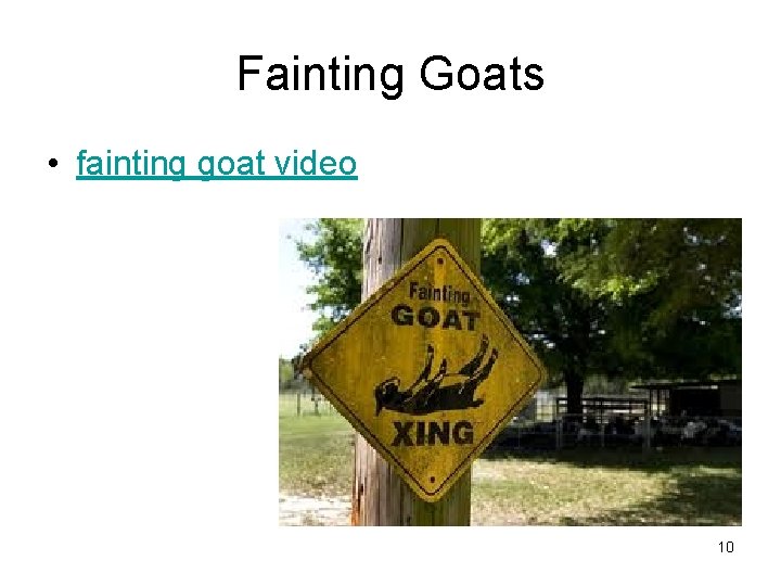 Fainting Goats • fainting goat video 10 