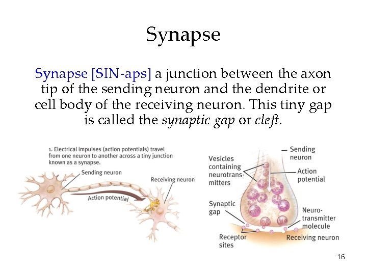 Synapse [SIN-aps] a junction between the axon tip of the sending neuron and the