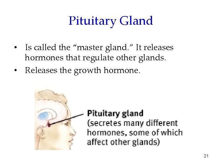 Pituitary Gland • Is called the “master gland. ” It releases hormones that regulate