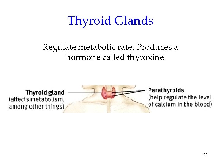 Thyroid Glands Regulate metabolic rate. Produces a hormone called thyroxine. 22 