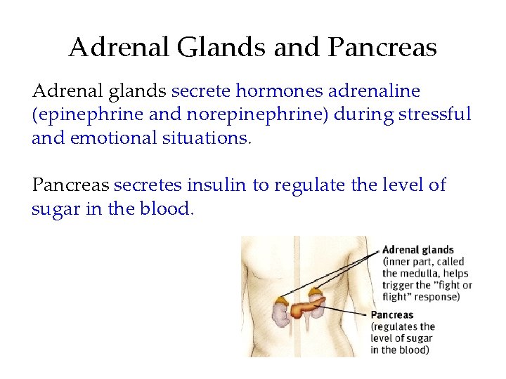 Adrenal Glands and Pancreas Adrenal glands secrete hormones adrenaline (epinephrine and norepinephrine) during stressful