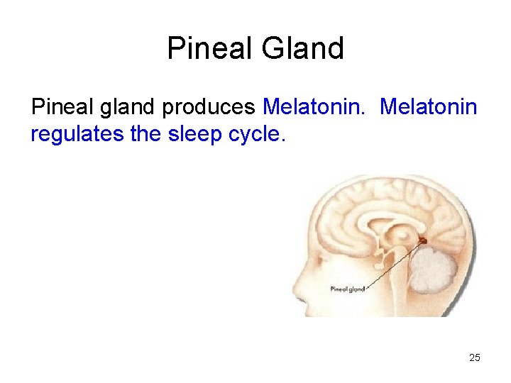 Pineal Gland Pineal gland produces Melatonin regulates the sleep cycle. 25 