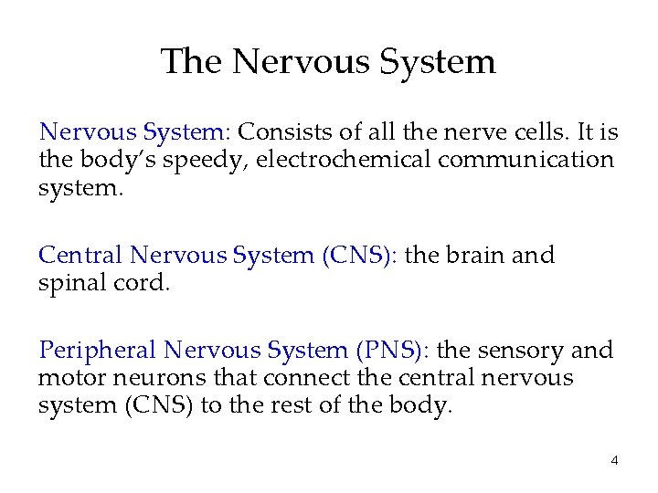 The Nervous System: Consists of all the nerve cells. It is the body’s speedy,