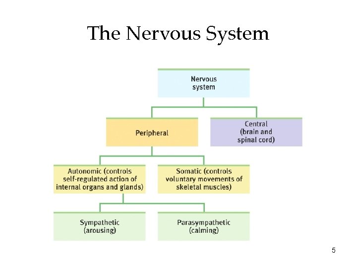 The Nervous System 5 