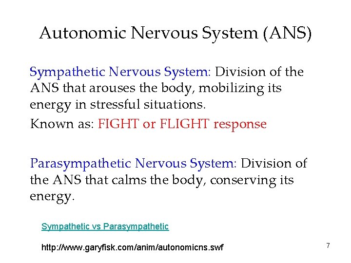 Autonomic Nervous System (ANS) Sympathetic Nervous System: Division of the ANS that arouses the