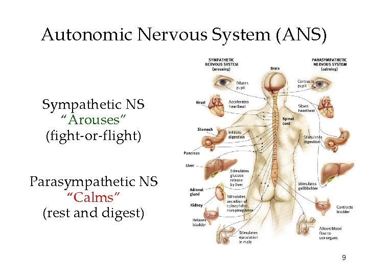 Autonomic Nervous System (ANS) Sympathetic NS “Arouses” (fight-or-flight) Parasympathetic NS “Calms” (rest and digest)