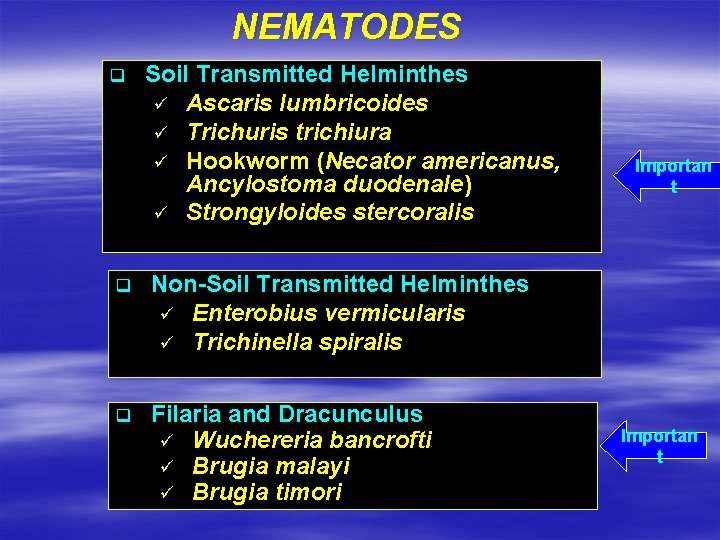 NEMATODES q Soil Transmitted Helminthes ü Ascaris lumbricoides ü Trichuris trichiura ü Hookworm (Necator