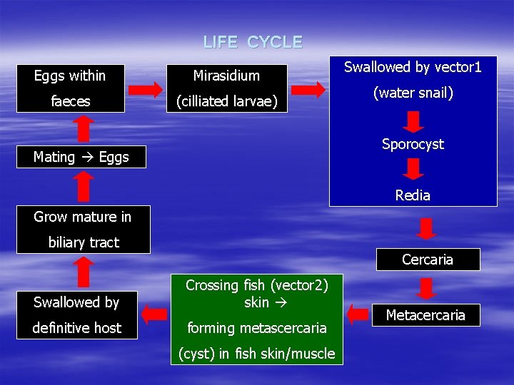 LIFE CYCLE Eggs within Mirasidium faeces (cilliated larvae) Swallowed by vector 1 (water snail)