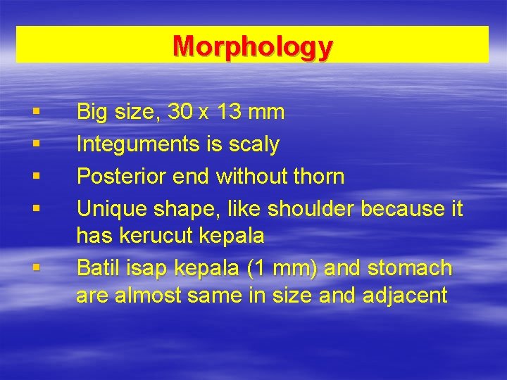 Morphology § § § Big size, 30 x 13 mm Integuments is scaly Posterior