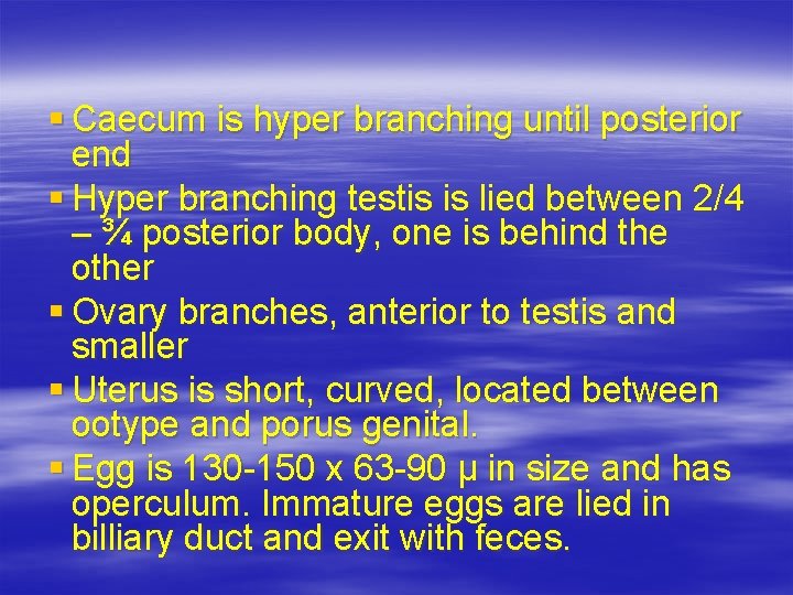 § Caecum is hyper branching until posterior end § Hyper branching testis is lied