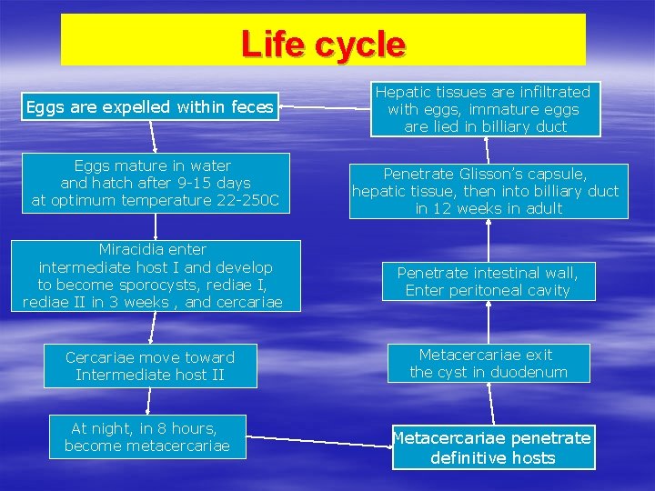 Life cycle Eggs are expelled within feces Eggs mature in water and hatch after