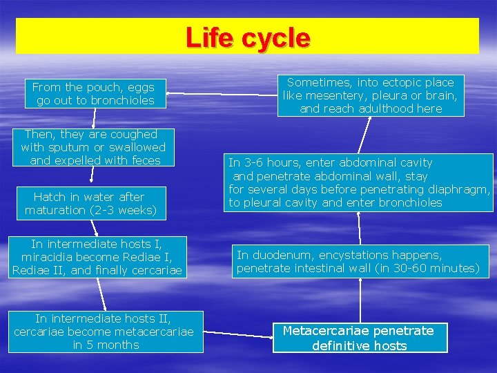 Life cycle From the pouch, eggs go out to bronchioles Then, they are coughed