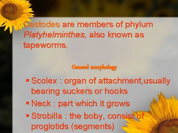 § Cestodes are members of phylum Platyhelminthes, also known as tapeworms. General morphology §